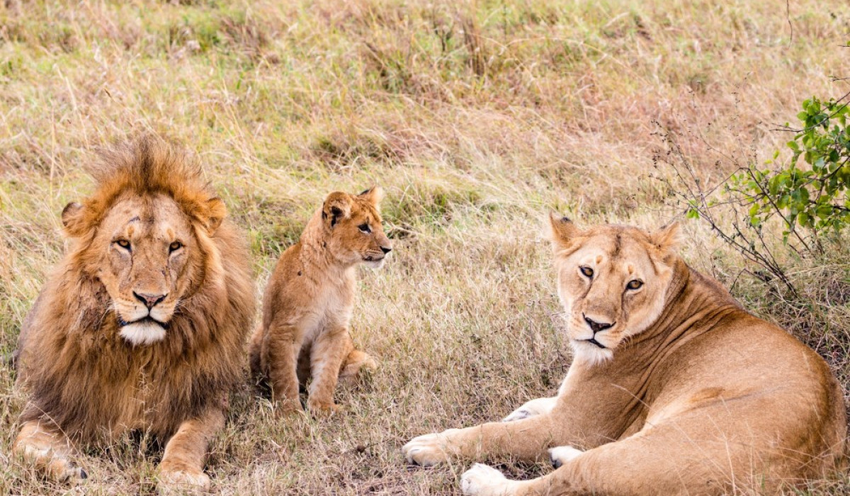 Why Choose Ladha ya Safari?